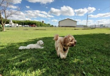 Picture of dogs in the shade at the Kaukauna Dog Park
