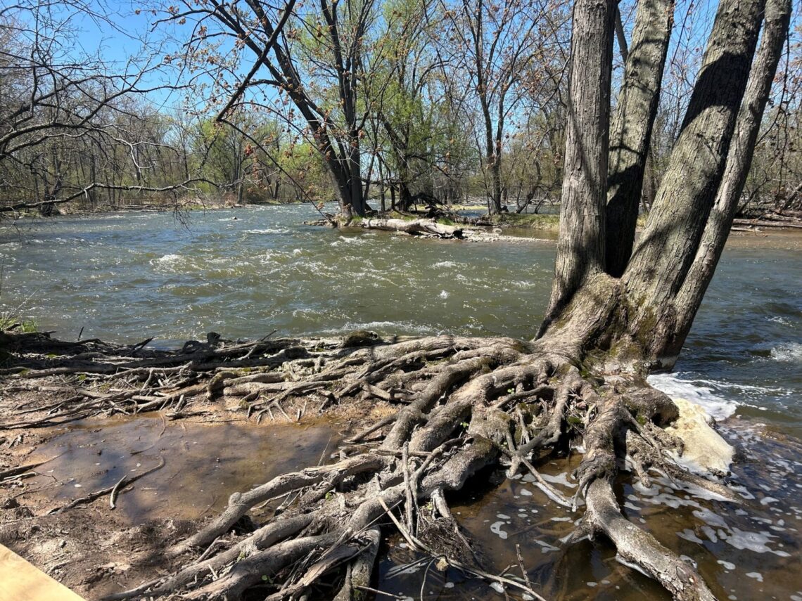 A picture of tree roots and the river