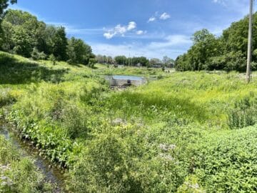 Natural scenery of grass and wildflowers and water along Konkapot Trail