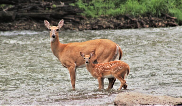 Picture of a doe and a fawn on the fox river