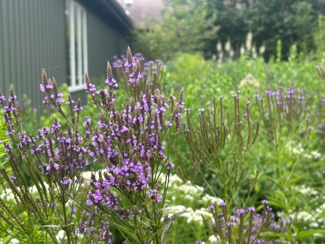 A picture of wildflowers in the native planting area outside of the Nature Center at 1000 Islands